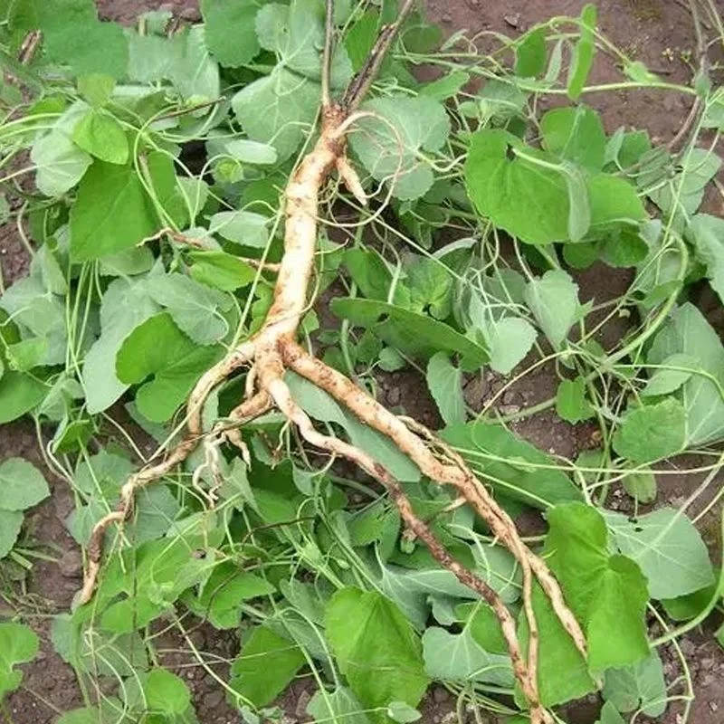 大山里植物金钱豹种苗