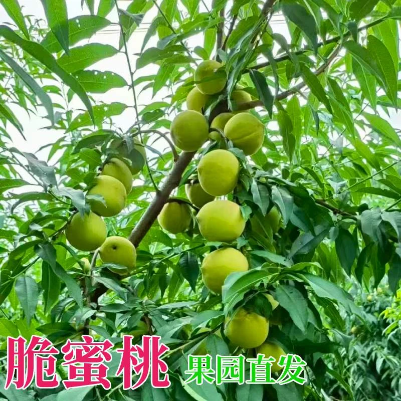 长阳清江河畔新鲜采摘 脆蜜桃青脆桃子清脆纯甜 应季水果