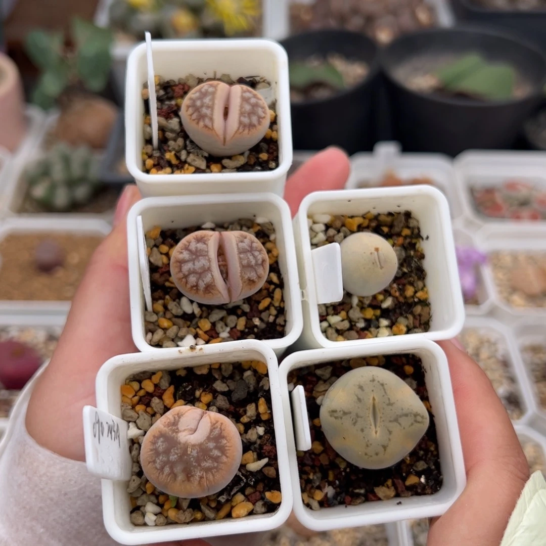 叉***ᐉ0124号5颗 多肉植物