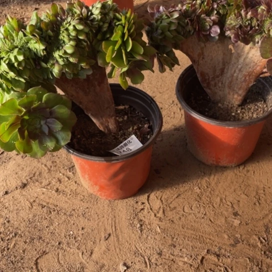 748、万缀包邮瑕疵2颗