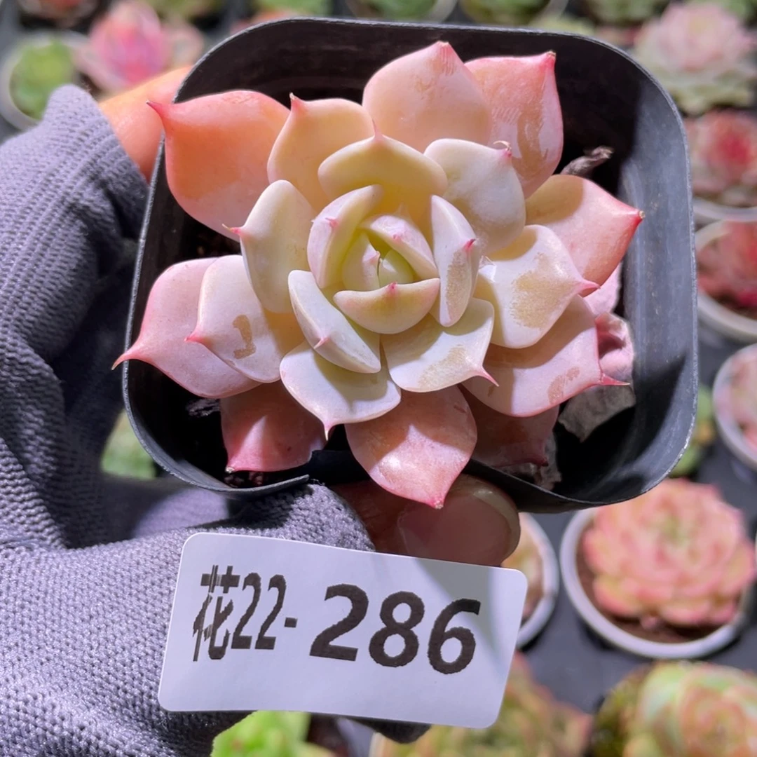 花利美22-286雪域