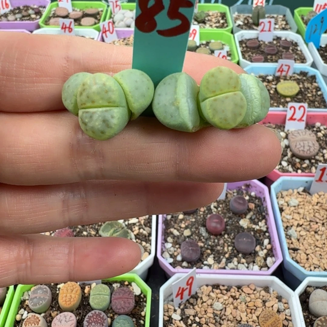 特价惜春一对 脱土 85