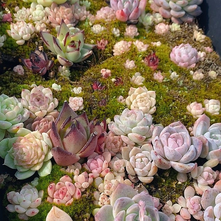 165 多肉植物盆栽花卉植物