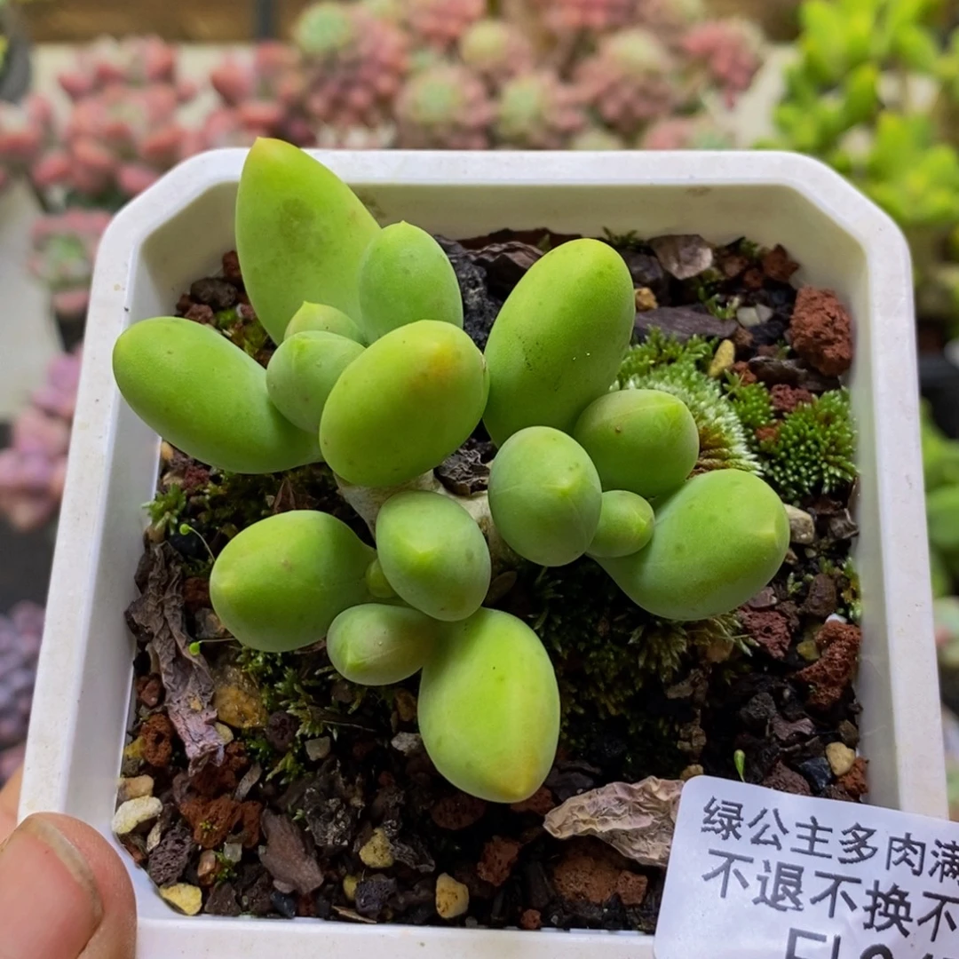 初****047芒果kk奶5cm多肉