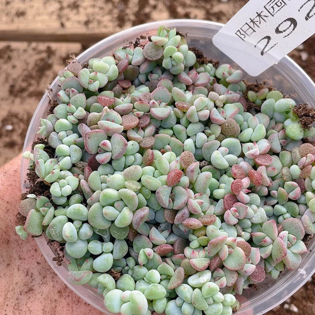 多肉植物多肉植物292
