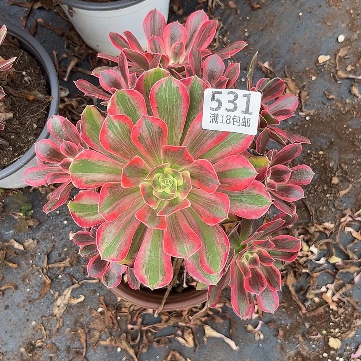 531浣纱朵朵不包断枝