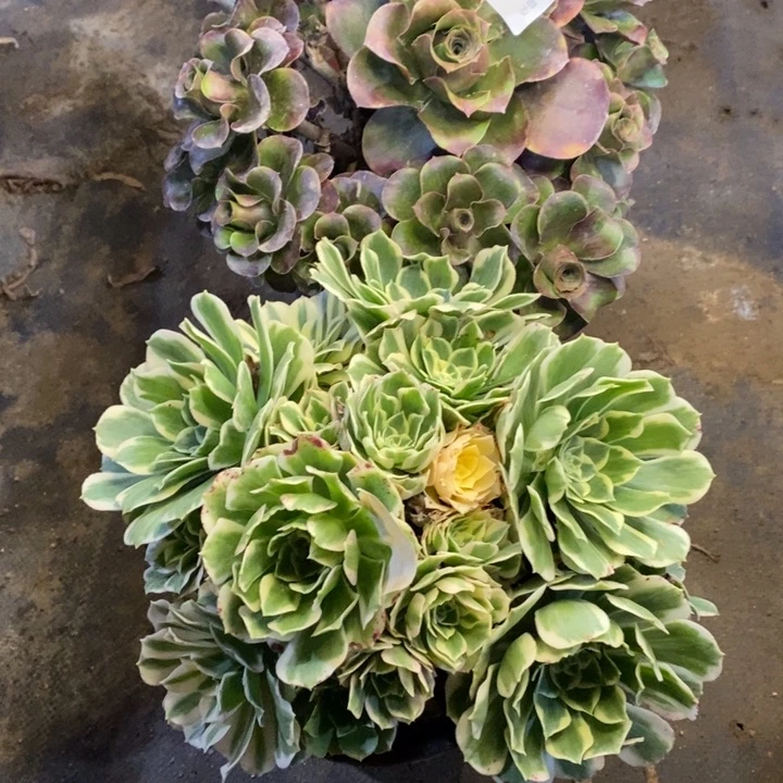 两盆多肉断头不包1385