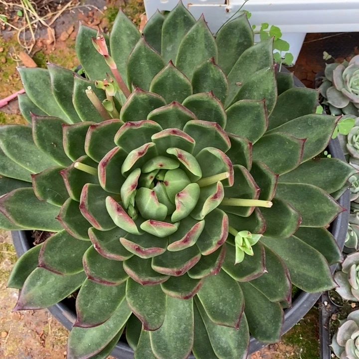 D896- 直播福利 凤凰