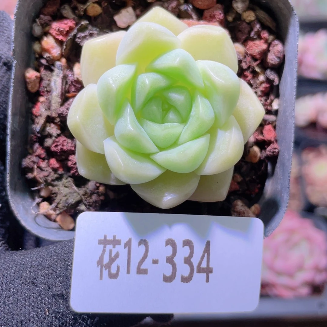 花利美12-334麦秆