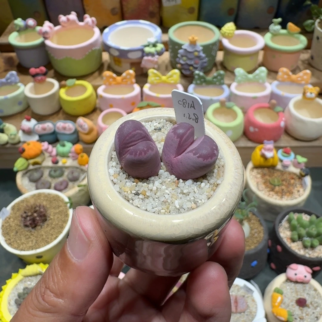 蘑菇1241红大内多肉植物