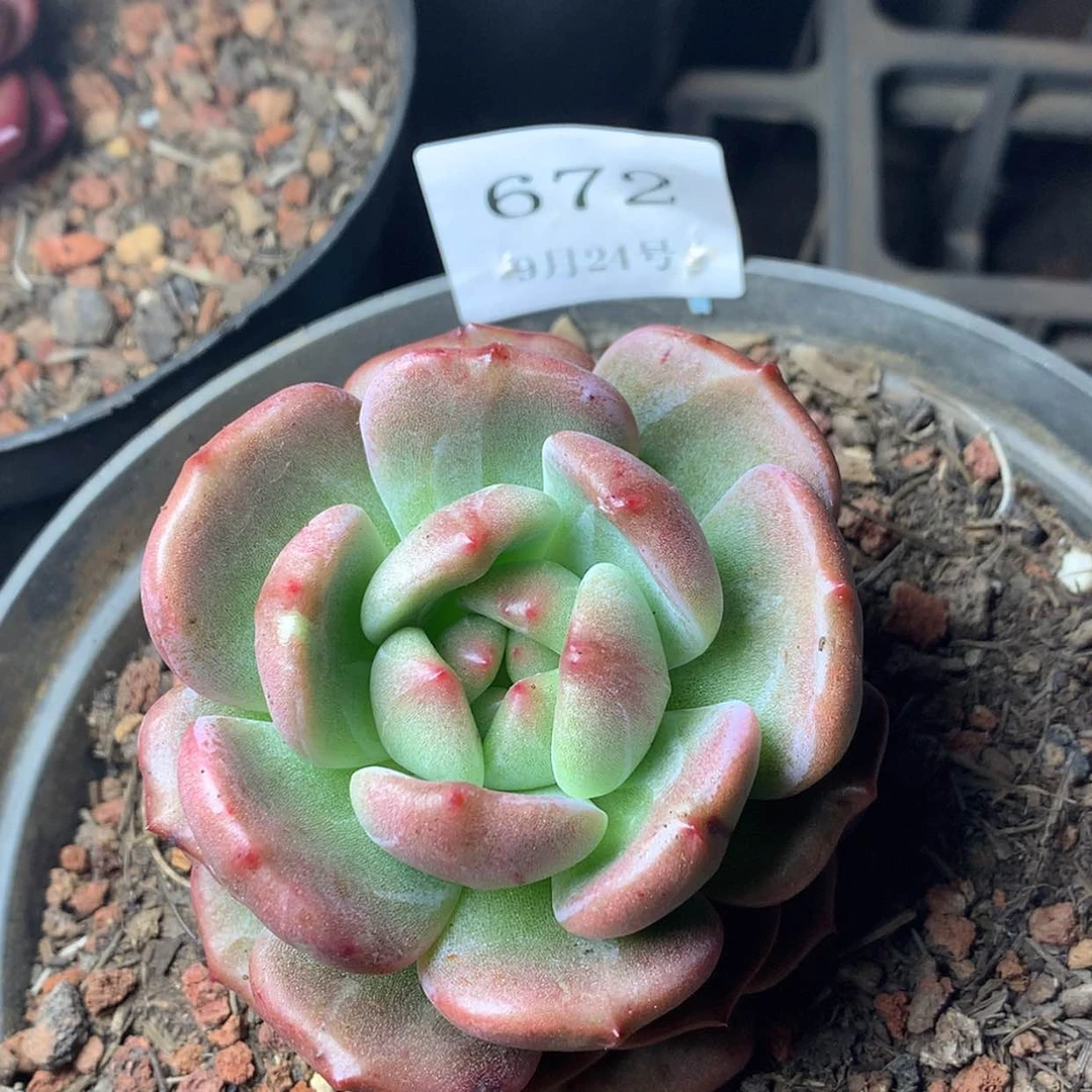 【闪购商品】云672号Q橙7厘米