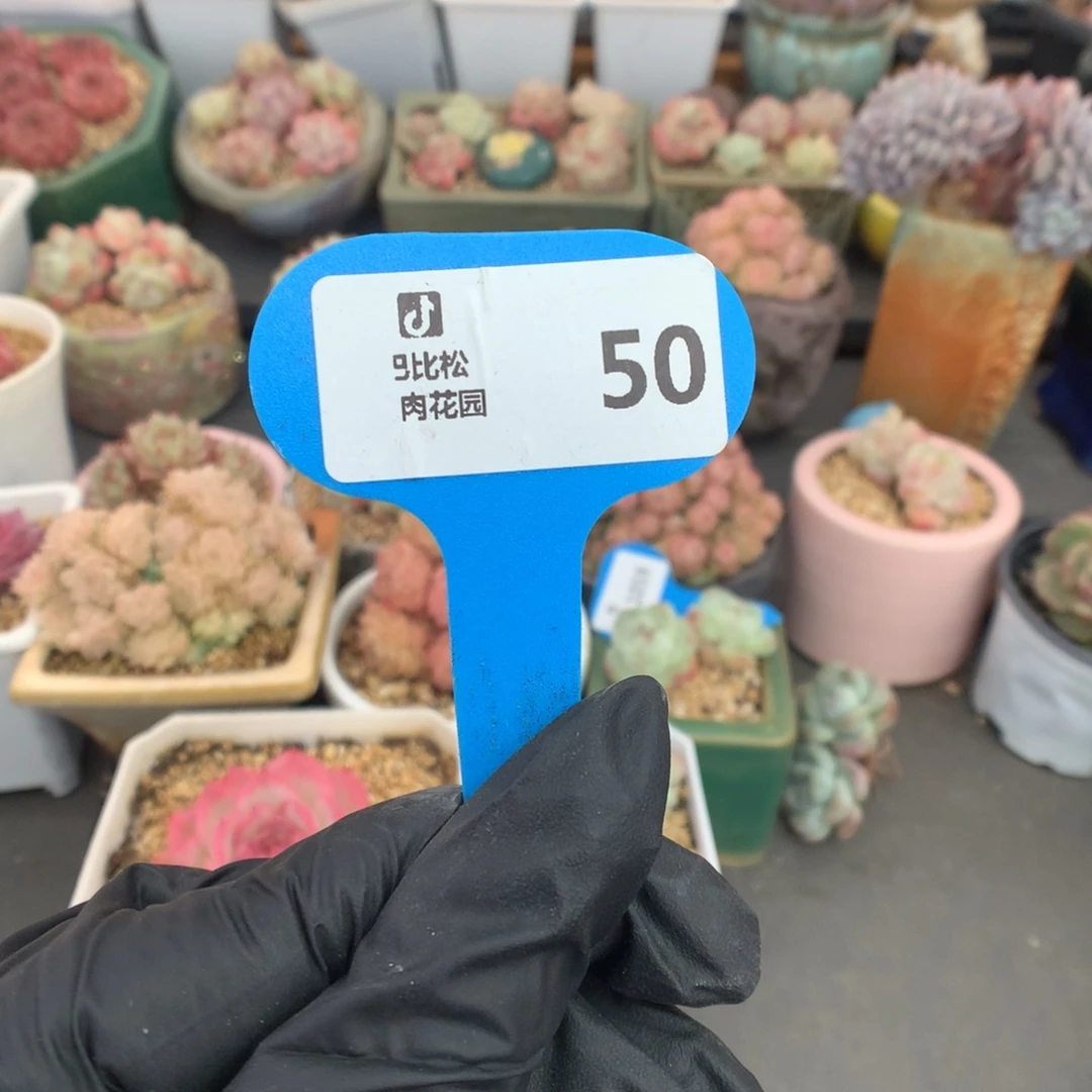 50 游戏冰玉石化福利拍