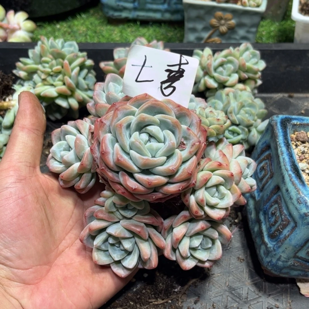 七喜专拍冰玉手捧群生