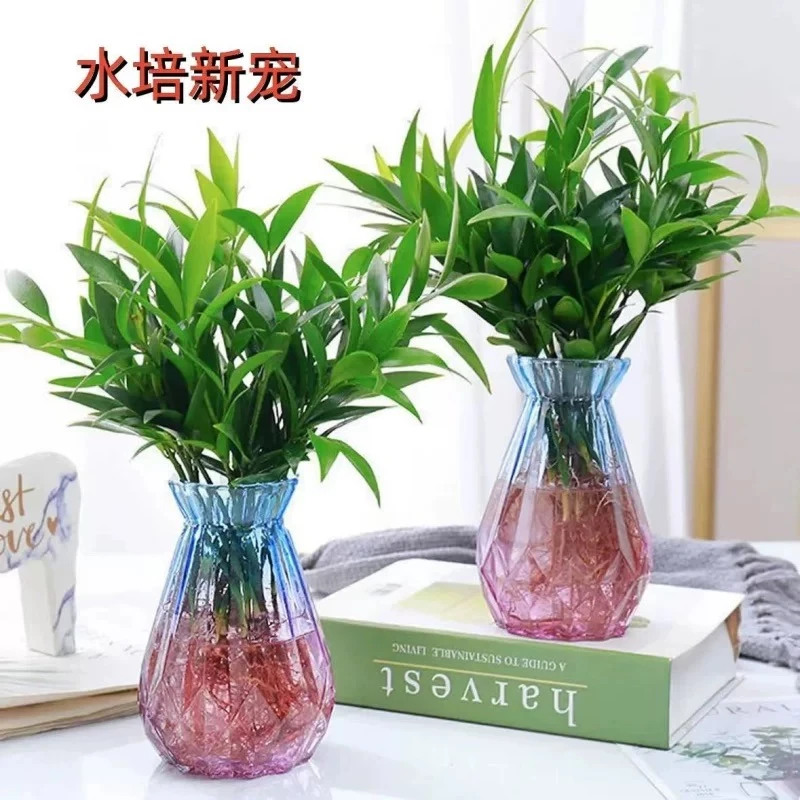 竹柏水培驱蚊竹四季常绿室内客厅好养植物新手赖人盆栽绿植老板