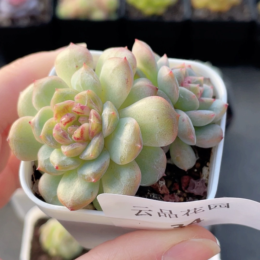 34号糖心冰心珍妮