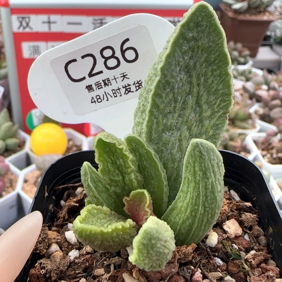 巨型叶绿皮。  286。