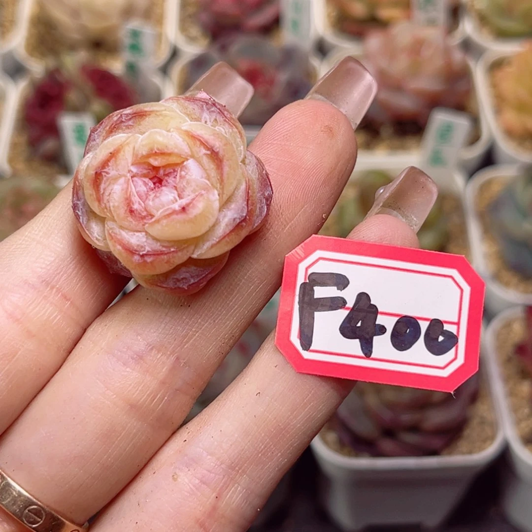 M*F400 糯米一物一拍