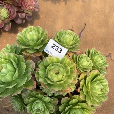 翡翠琉璃一物一拍