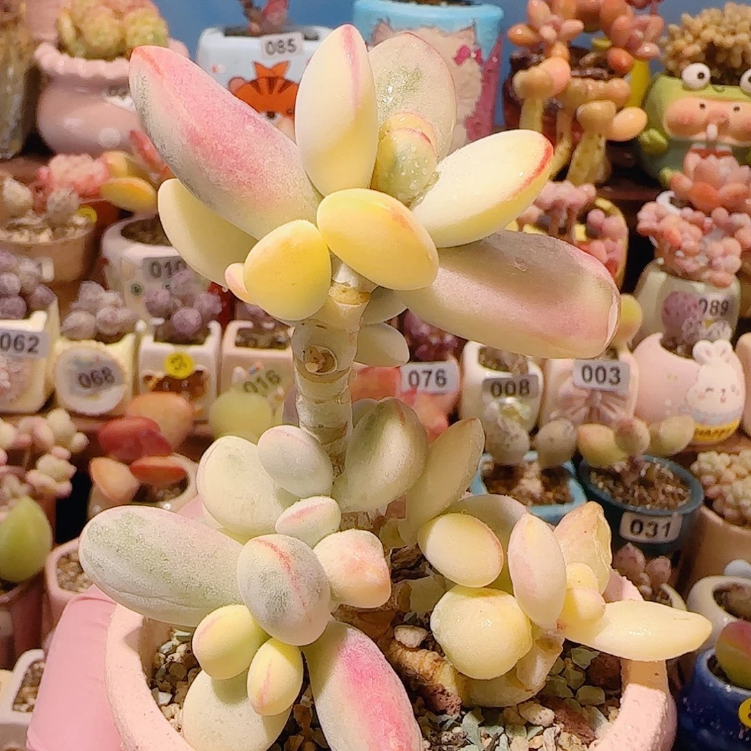 T乒乓福娘盆口6cm