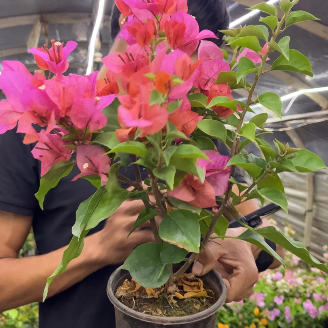 完全开放（米奇）三角梅会落花落叶会光杆苗有大有小