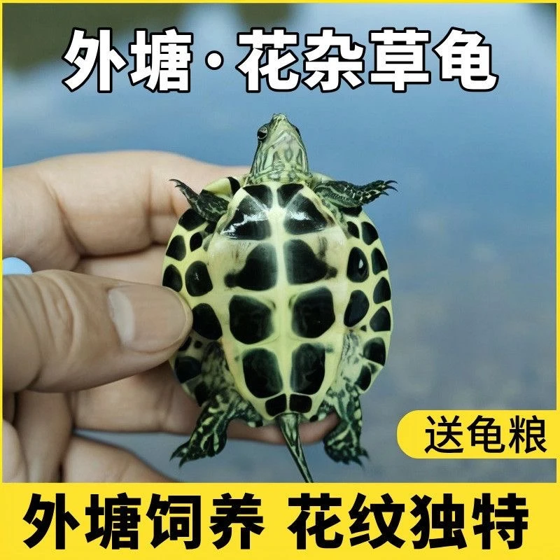 【2-3厘米】10只花杂草龟苗活体小乌龟外塘浅水龟观赏宠物冷水龟