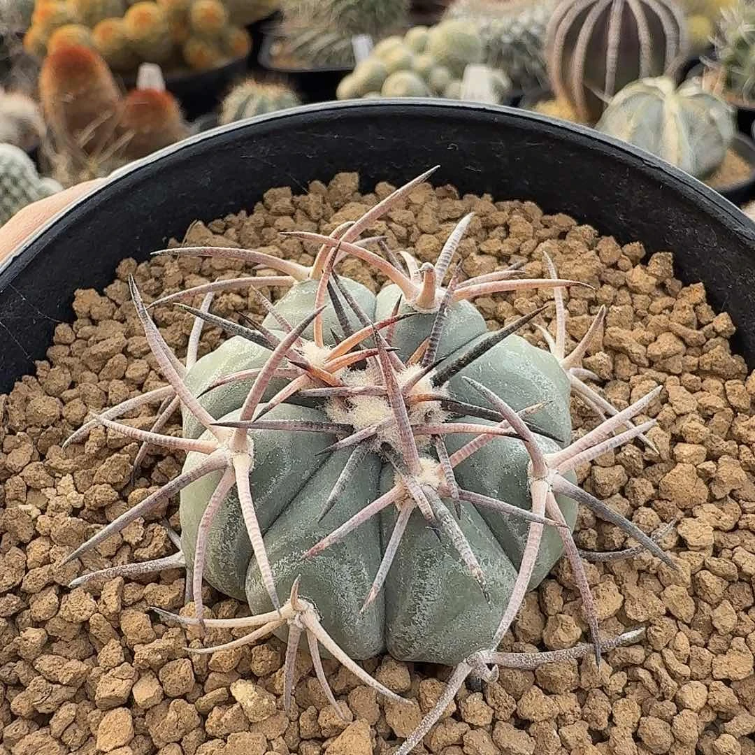 实生平丸带盆发货