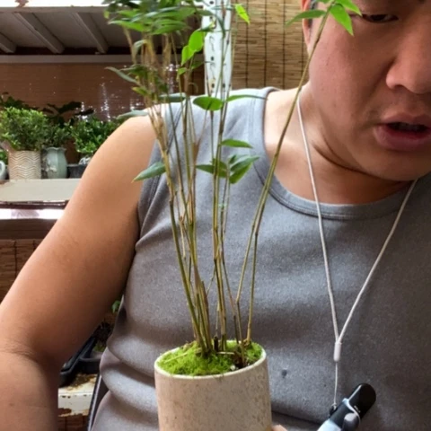 红陶一物一拍所见即所得61