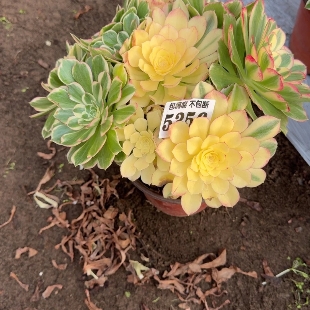 法师 丘比特 5356 19-48