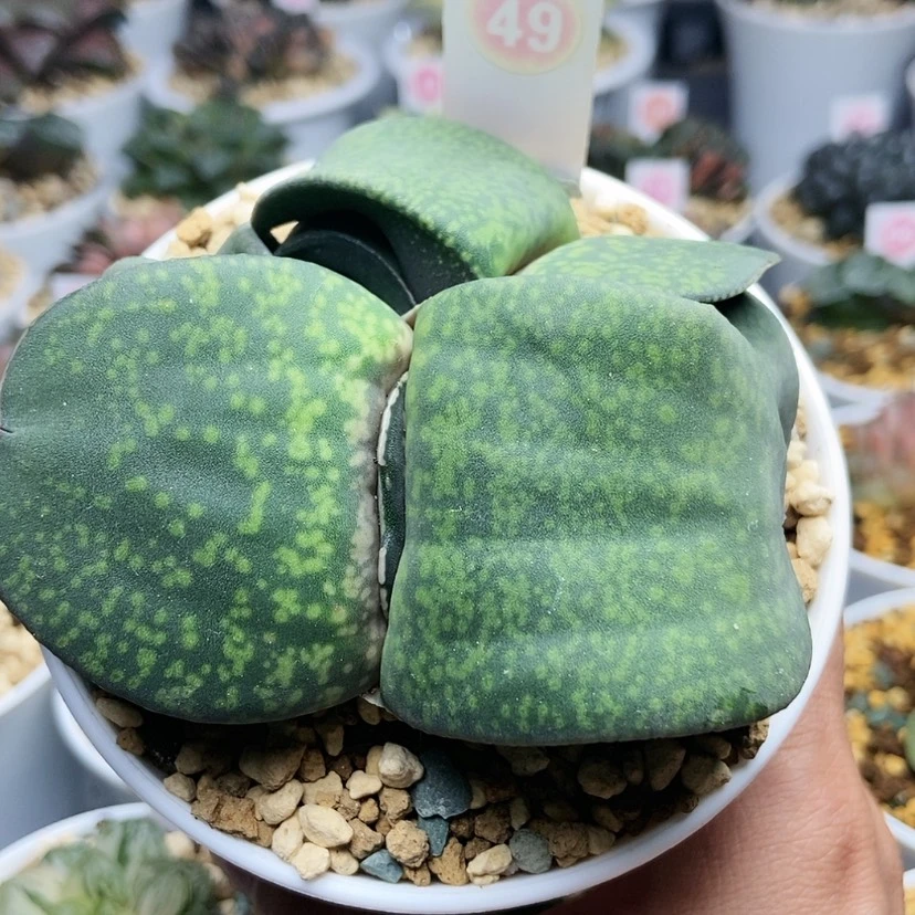 【闪购商品】49恐龙卧牛