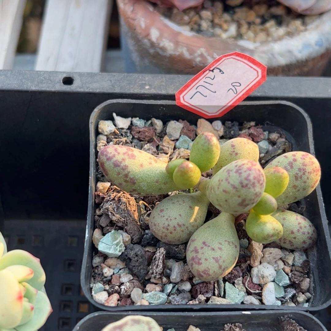 多肉植物多肉植物