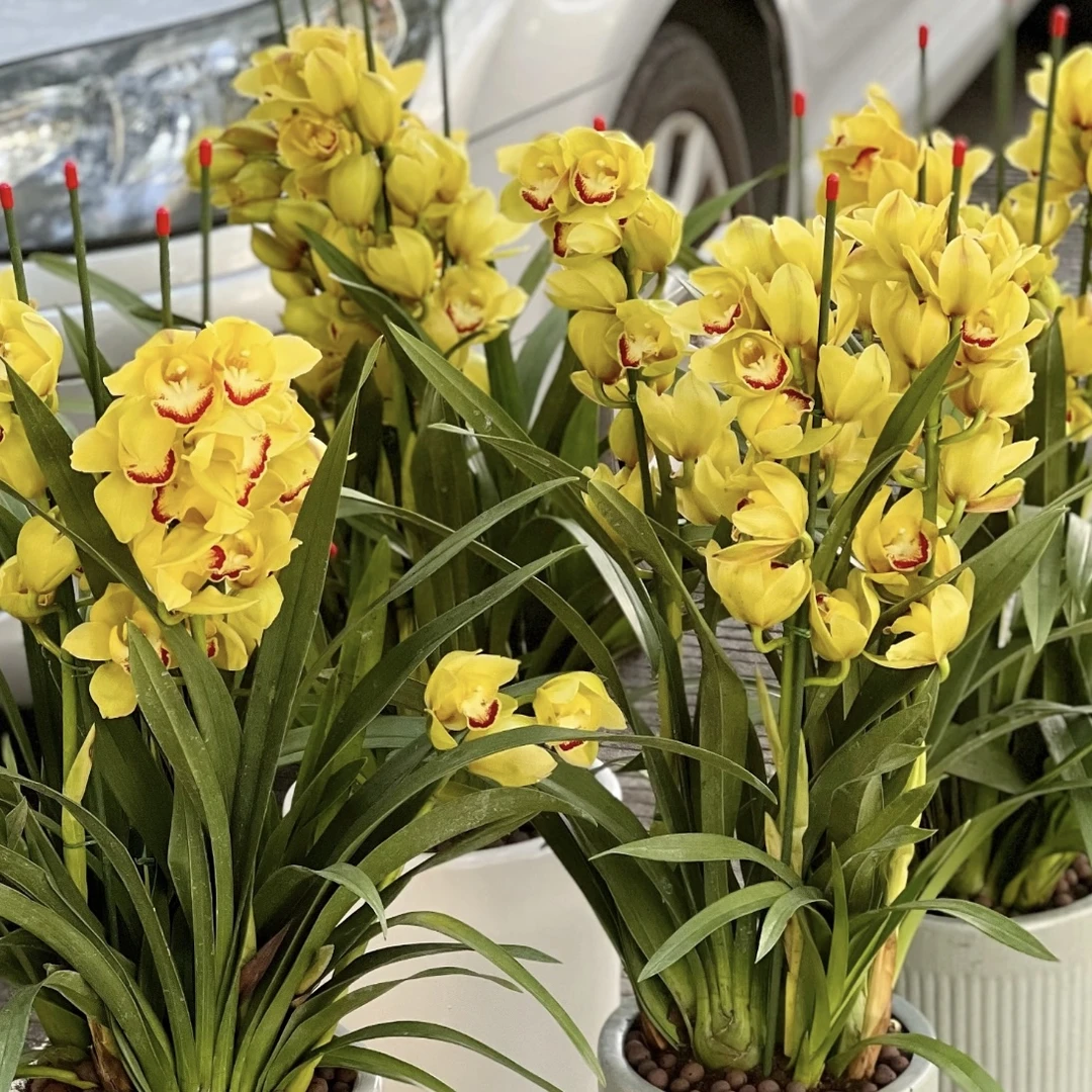 黄金岁月 大花蕙兰年宵花盆栽花卉多年生室内阳台易养护