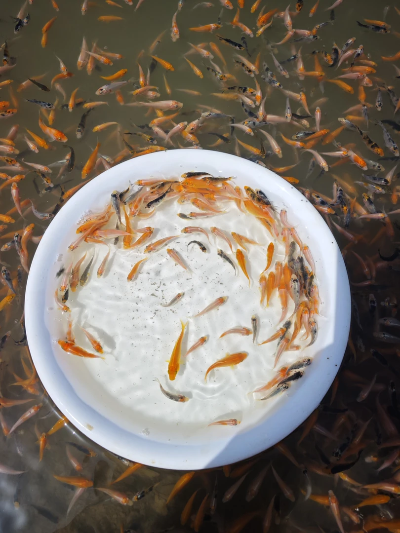 锦鲤观赏鱼2到3公分左右随机30条