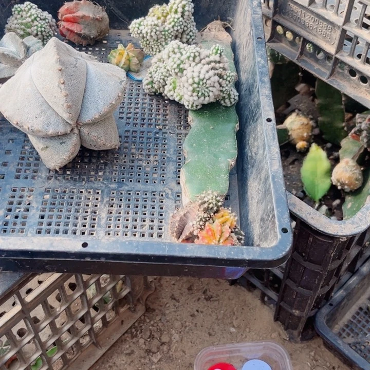 仙人球一筐开花仙人球87