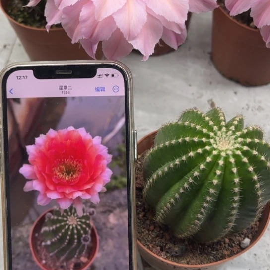 露露金刚1号6公分左右