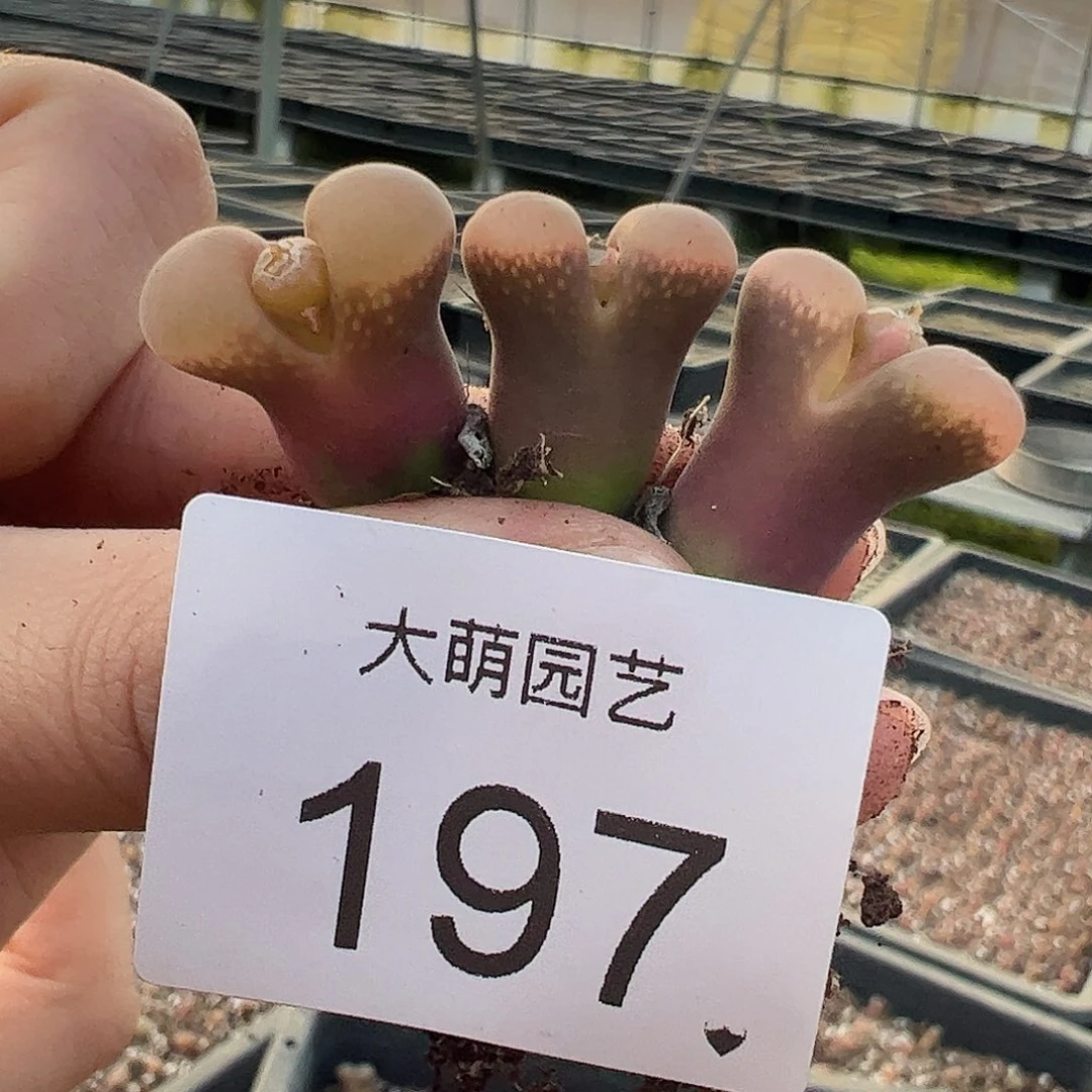 量拍以下1颗日大红。 197