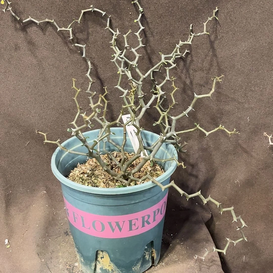 B11弯曲龙5折福利