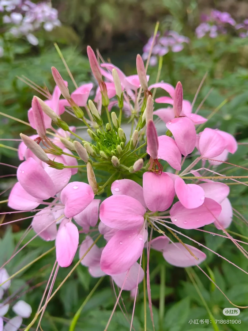 【美人醉蝶花】1加仑大盆四季阳台庭院易活耐寒花卉