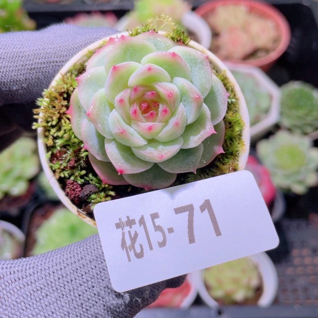 花利美15-71粉莲