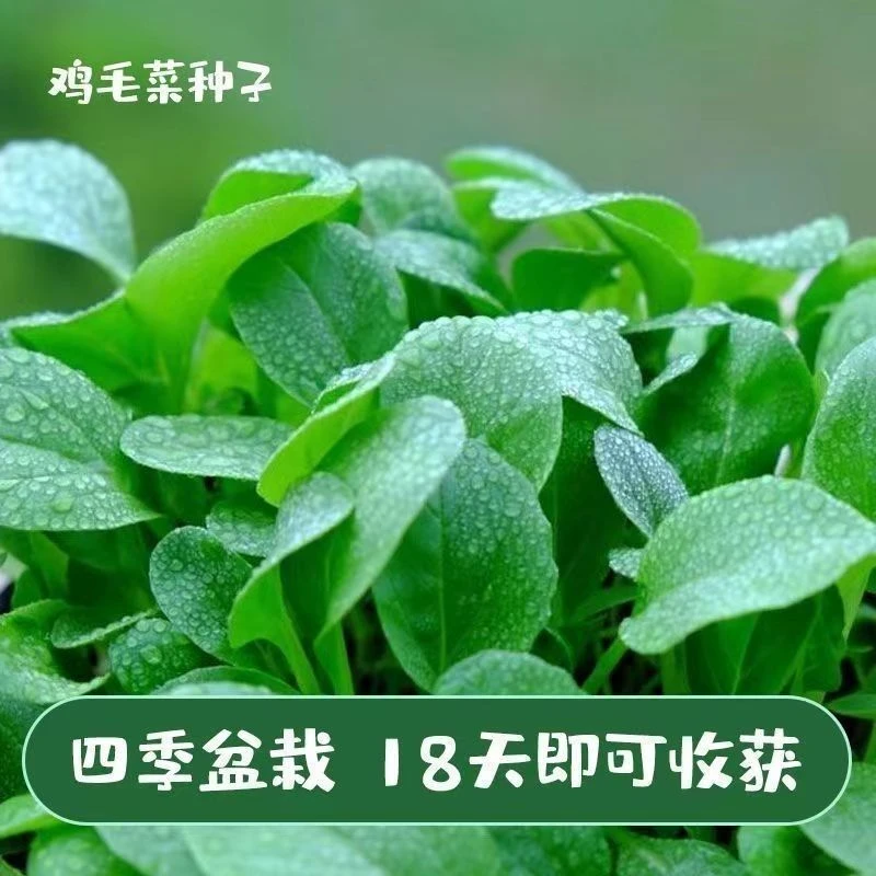 不生虫鸡毛菜种子四季播种抗热耐寒蔬菜种子菜籽有机小青菜籽