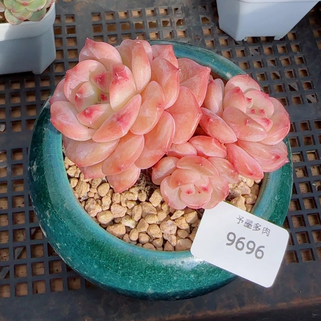 红宝石冰魄，9696多肉植物