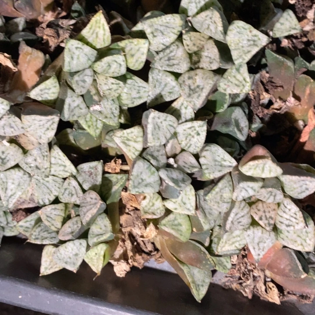 116 一颗大潘多拉魔盒 挑大的发货 新年福利