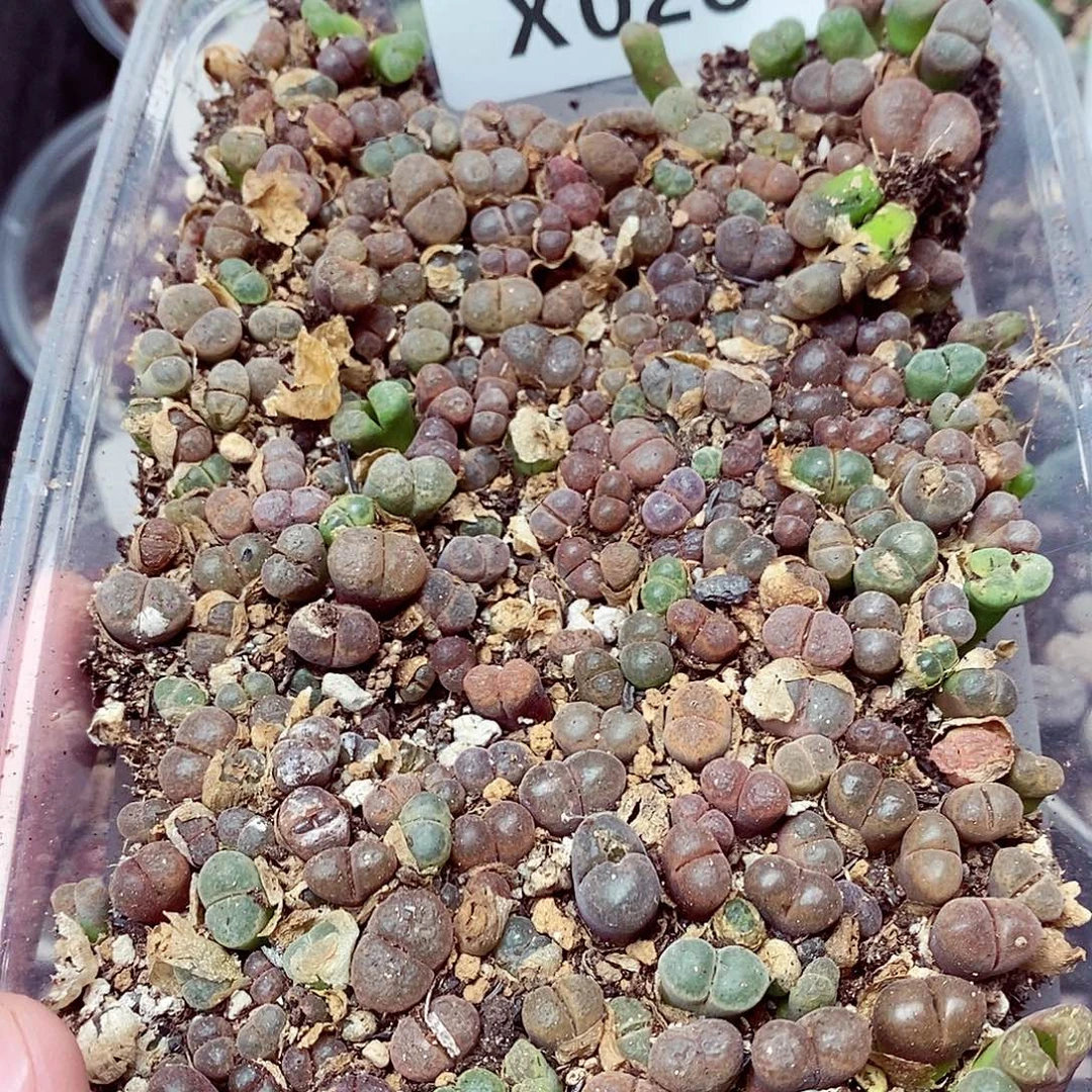 28呃呃呃呃呃呃呃呃呃呃呃呃呃