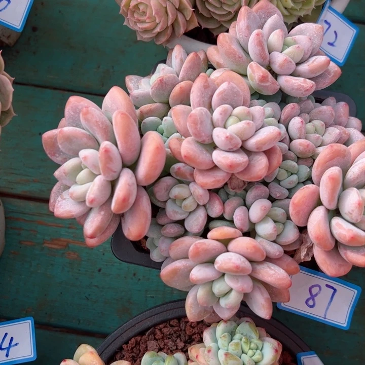 87洛神平平安安健健康康