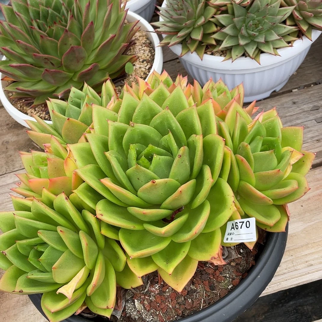 若如东云单拍A670