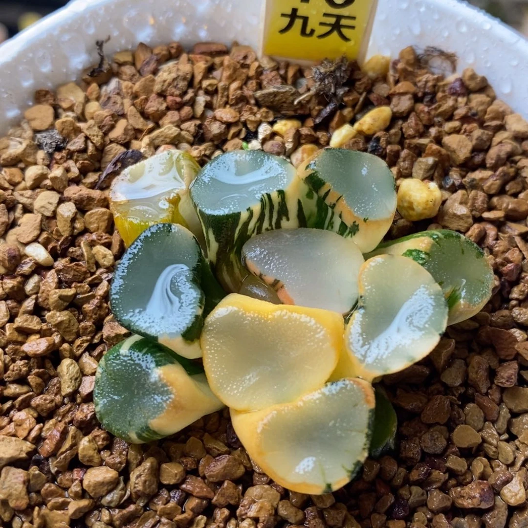 18号空门万象锦多肉