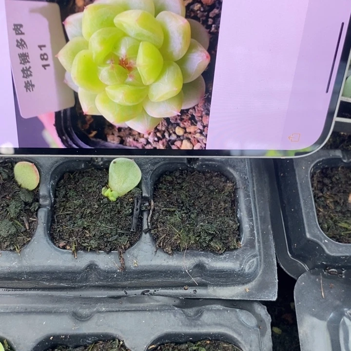 穴盘甜心181芽苗一个多肉