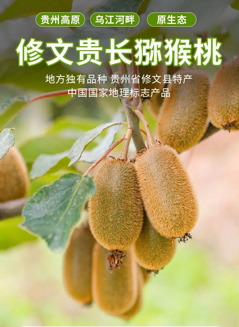 【庄主专属】正宗贵州修文贵长猕猴桃产地直发果园现摘现发香甜软糯
