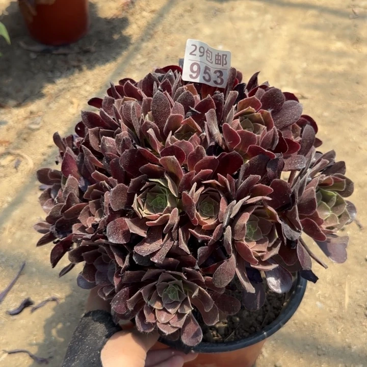 冰紫……多肉植物……