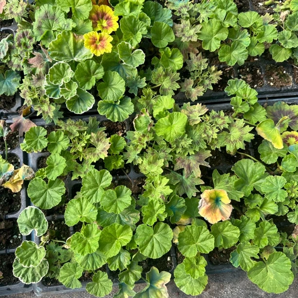 天竺葵穴盘苗六颗