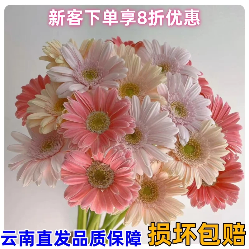 非洲菊鲜花扶郎花小众花材云南基地直发水养插花鲜切花室内办公室